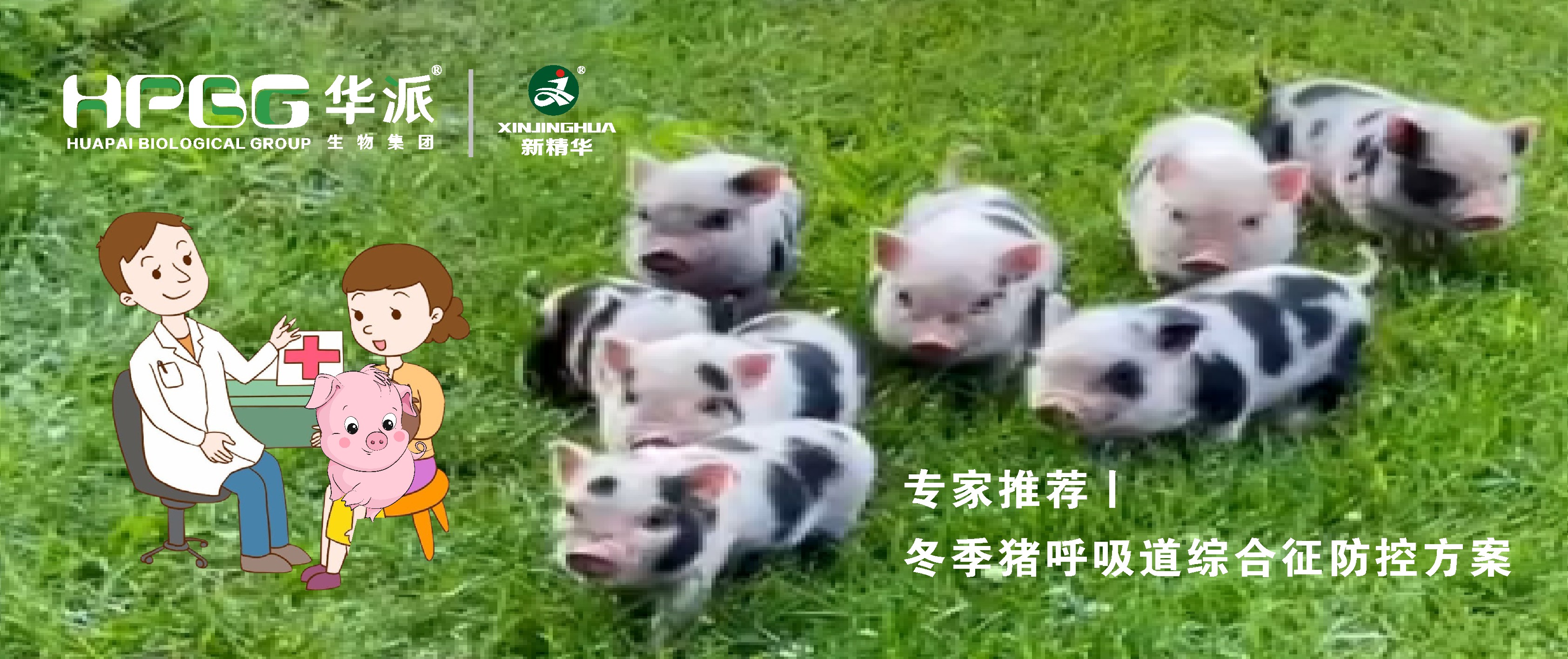 视频丨冬季猪呼吸道综合征防控计划，，，，，，请收好&hellip;&hellip;