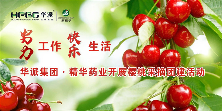 起劲事情 快乐生涯 | 华派集团&middot;澳门新葡萄新京威尼斯药业开展樱桃采摘团建活动